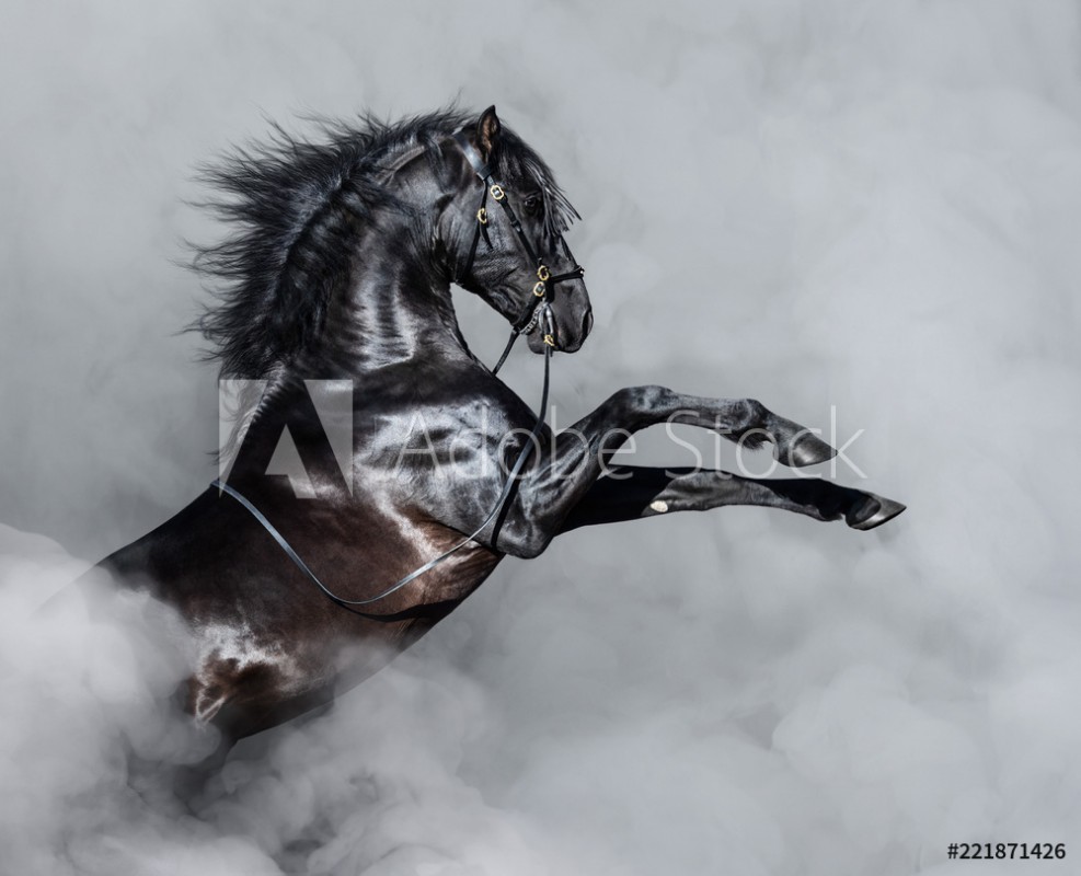 Afbeeldingen van Black Andalusian horse rearing in smoke